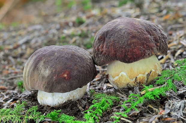 hríb sosnový Boletus pinophilus Pil. et Dermek in Pil.