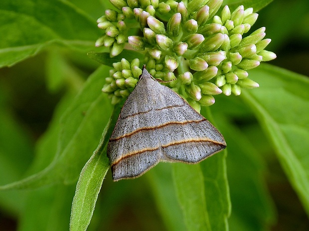 pamora vŕbová Colobochyla salicalis