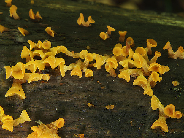 trasľavka pohárikovitá Guepiniopsis buccina (Pers.) L.L. Kenn.