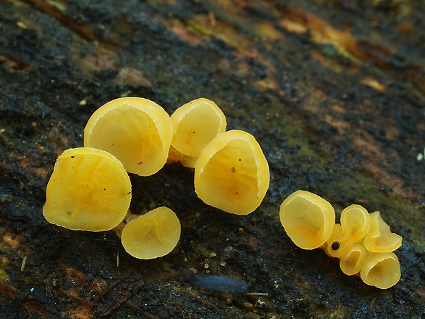 trasľavka pohárikovitá Guepiniopsis buccina (Pers.) L.L. Kenn.