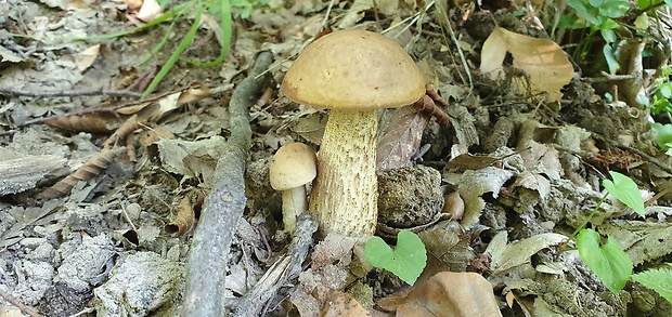 kozák hrabový Leccinum pseudoscabrum (Kallenb.) Šutara