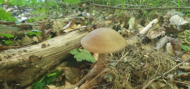 kozák hrabový Leccinum pseudoscabrum (Kallenb.) Šutara