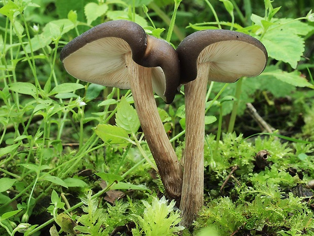 tmavuľka obyčajná Melanoleuca melaleuca (Pers.) Murrill