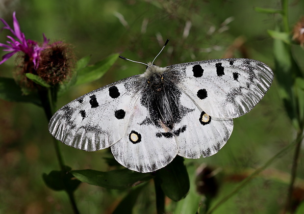 jasoň červenooký  Parnassius apollo