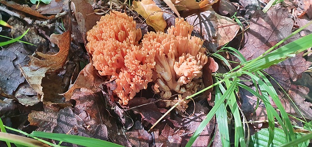 strapačka lososovoružová Ramaria subbotrytis (Coker) Corner