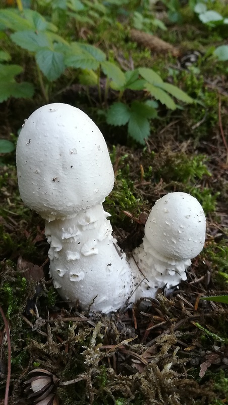 pečiarka nádherná Agaricus urinascens (Jul. Schäff. & F.H. Møller) Singer