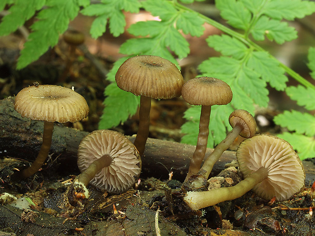 hodvábnica Entoloma olivaceotinctum Noordel.