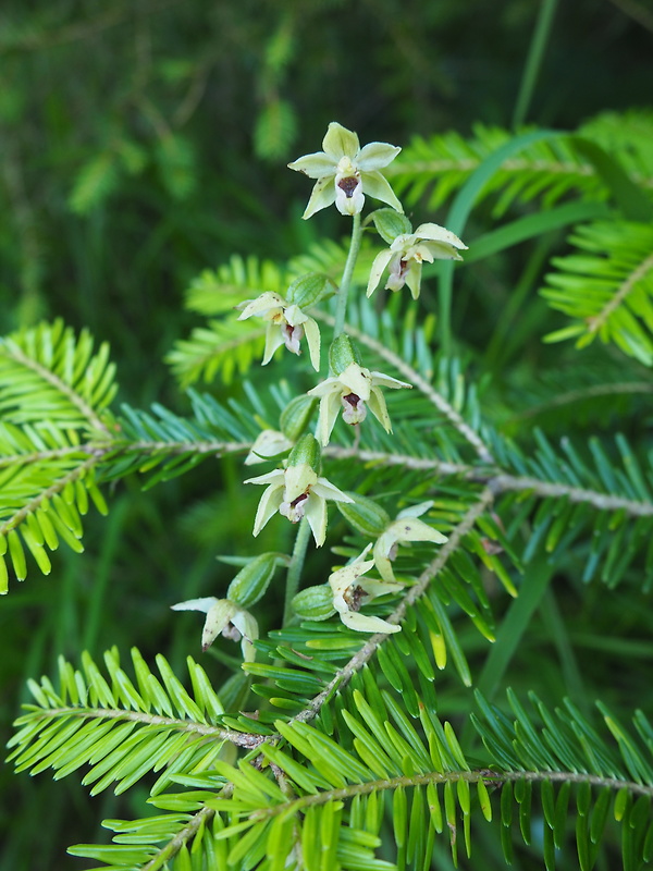 kruštík rožkatý Epipactis muelleri Godfery