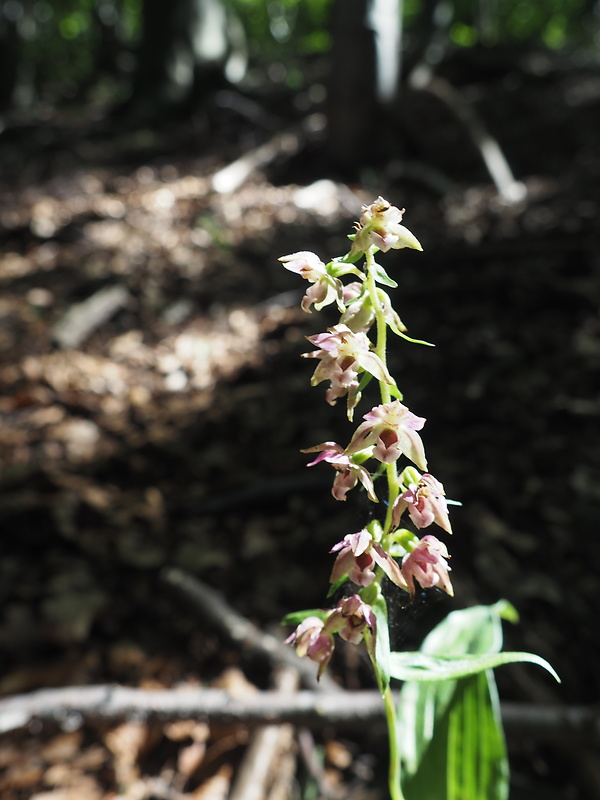 kruštík piačenský Epipactis placentina Bongiori et Grünager