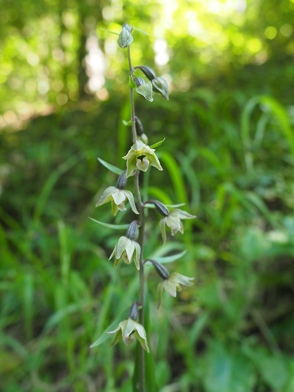 kruštík modrofialový Epipactis purpurata Sm.