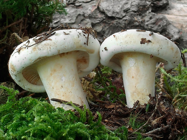 rýdzik korenistý Lactarius piperatus (L.) Pers.