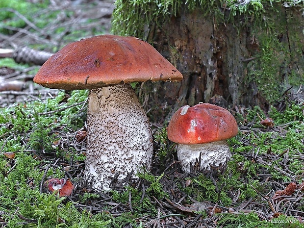 kozák smrekový Leccinum piceinum Pilát & Dermek