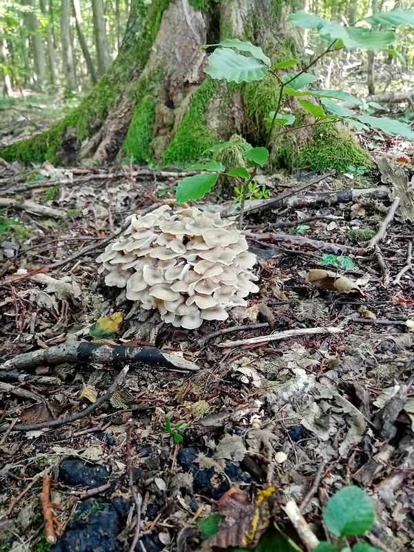 trúdnik klobúčkatý Polyporus umbellatus (Pers.) Fr.