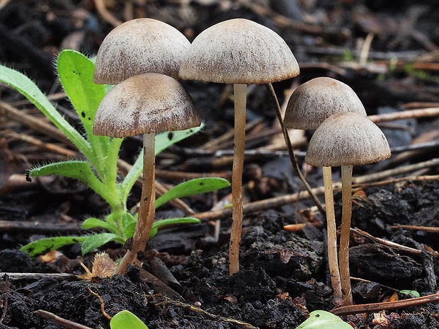 drobuľka nežná Psathyrella prona (Fr.) Gillet