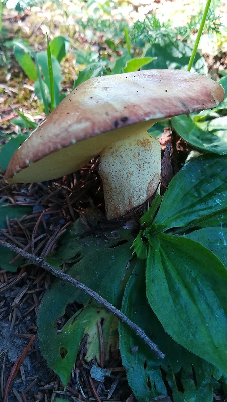 masliak zrnitý Suillus granulatus (L.) Roussel