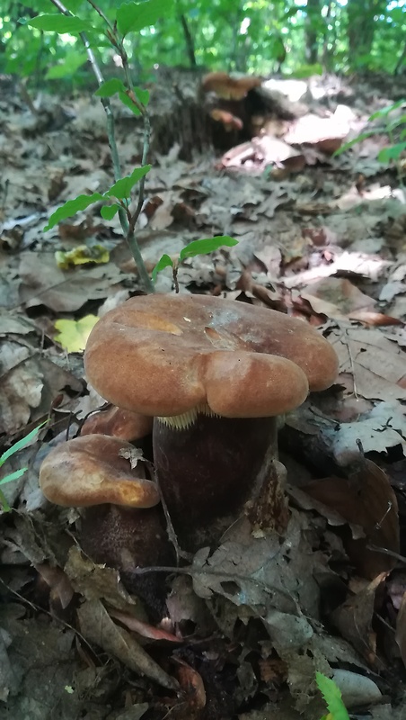 čechračka tmavohlúbiková Tapinella atrotomentosa (Batsch) Šutara