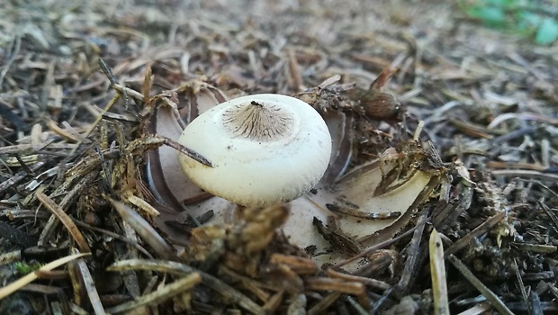 hviezdovka Schmidelova Geastrum schmidelii Vittad.