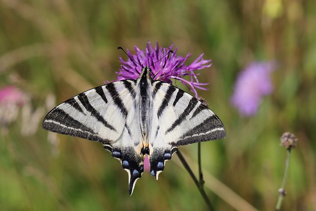 vidlochvost ovocný Iphiclides podalirius  Linnaeus, 1758