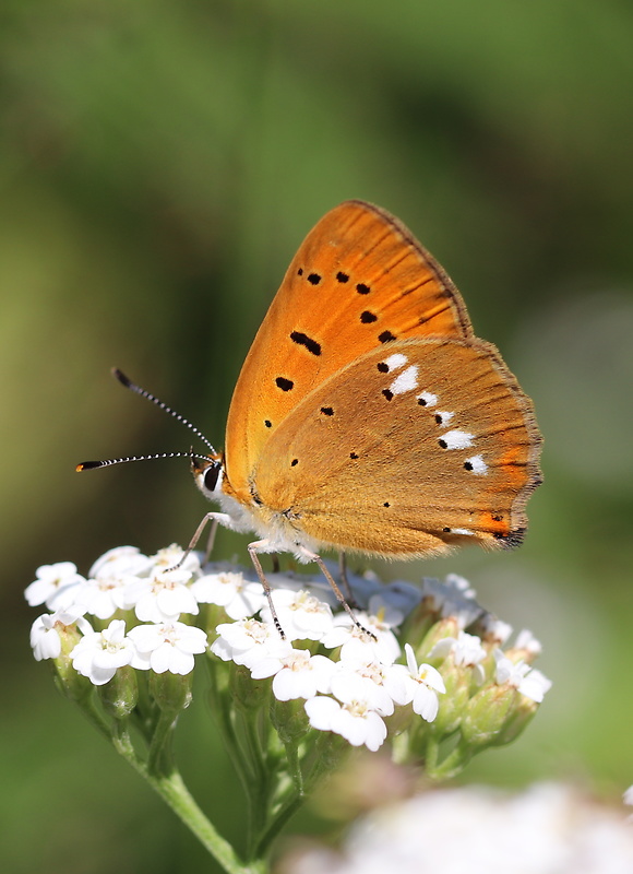 ohniváčik zlatobyľový  Lycaena virgaureae