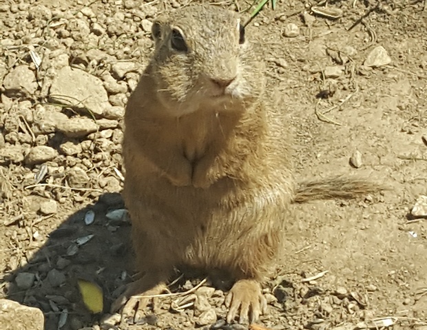 syseľ pasienkový Spermophilus citellus