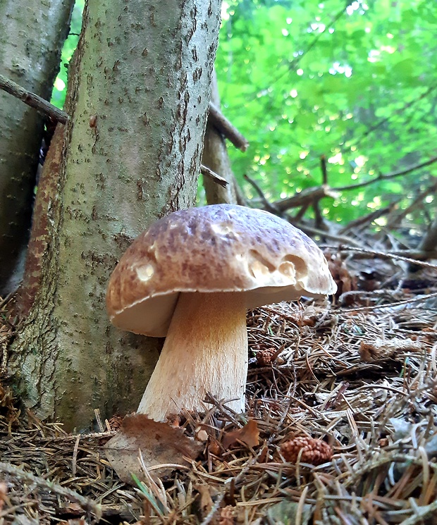 hríb smrekový Boletus edulis Bull.