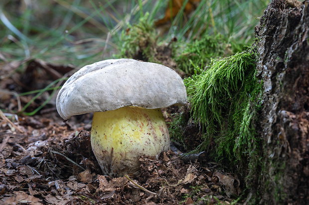 hríb horký Caloboletus radicans (Pers.) Vizzini