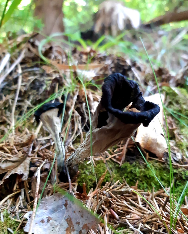 lievik trúbkovitý Craterellus cornucopioides (L.) Pers.