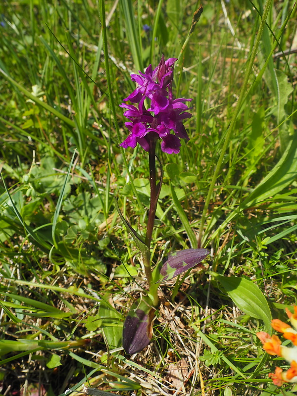 vstavačovec laponský Dactylorhiza lapponica (Laest. ex Hartm.) Soó