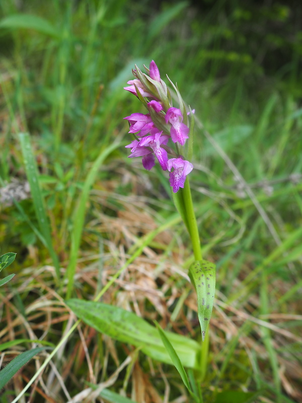 vstavačovec laponský Dactylorhiza lapponica (Laest. ex Hartm.) Soó