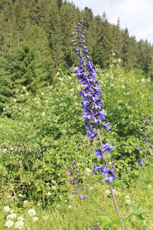 stračonôžka vysoká Delphinium elatum L.