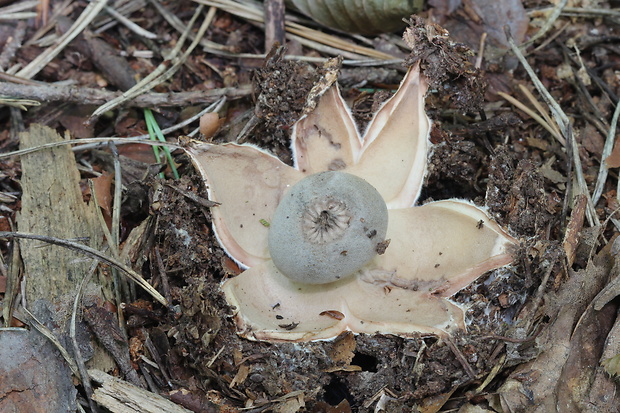 hviezdovka Berkeleyova Geastrum berkeleyi Massee