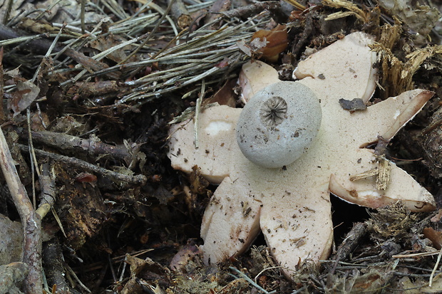 hviezdovka Berkeleyova Geastrum berkeleyi Massee