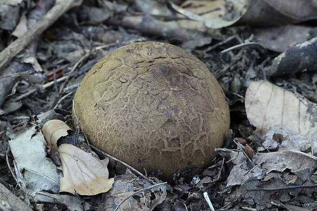 hviezdovka vlasatá Geastrum melanocephalum (Czern.) V.J. Staněk