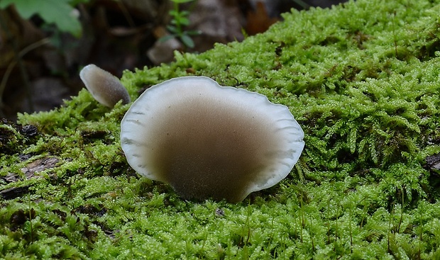 lastúrka modrastosivá Hohenbuehelia atrocaerulea (Fr.) Singer