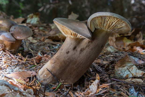 rýdzik sadzový Lactarius picinus Fr.