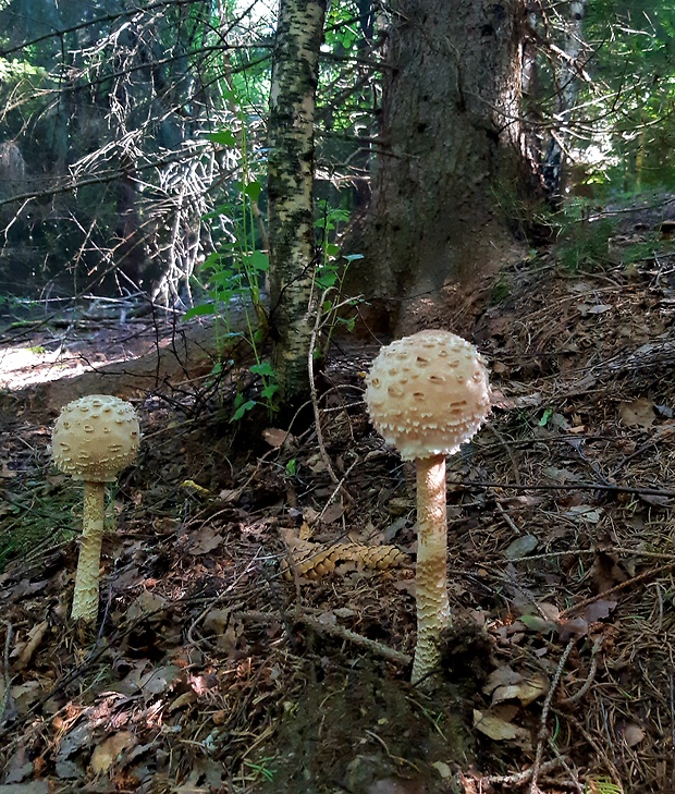 bedľa vysoká Macrolepiota procera (Scop.) Singer