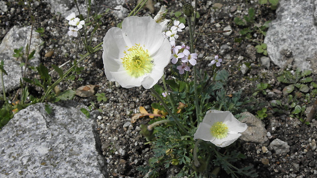 mak tatranský pravý Papaver tatricum (A. Nyár.) Ehrend.