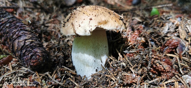 hríb smrekový Boletus edulis Bull.