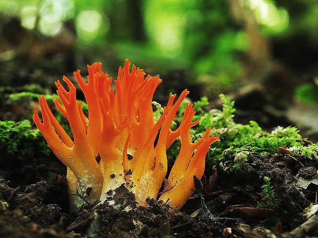 parôžkovec lepkavý Calocera viscosa (Pers.) Fr.