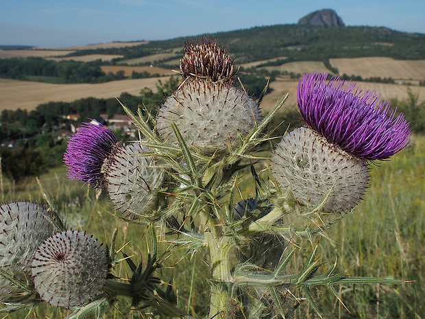 pichliač bielohlavý Cirsium eriophorum (L.) Scop.