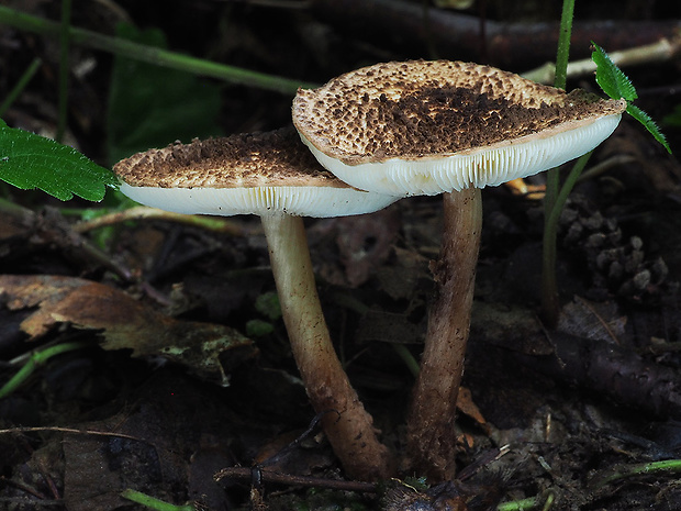 bedlička Jakobova Echinoderma jacobi (Vellinga & Knudsen) Gminder