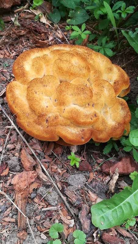 hnedák Schweinitzov Phaeolus schweinitzii (Fr.) Pat.