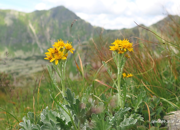 starček sivý kranský Senecio incanus subsp. carniolicus  (Willd.) Braun-Blanq.