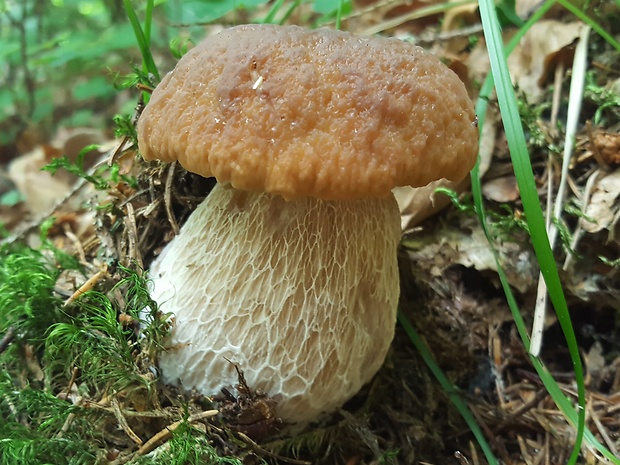 hríb smrekový Boletus edulis Bull.