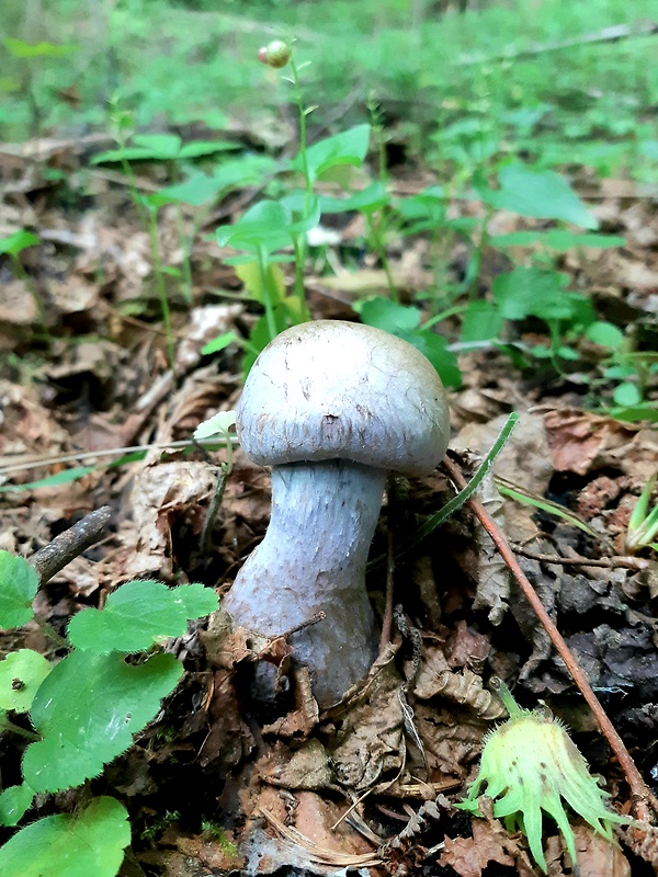 pavučinovec Cortinarius sp.