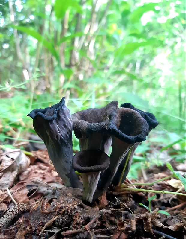 lievik trúbkovitý Craterellus cornucopioides (L.) Pers.