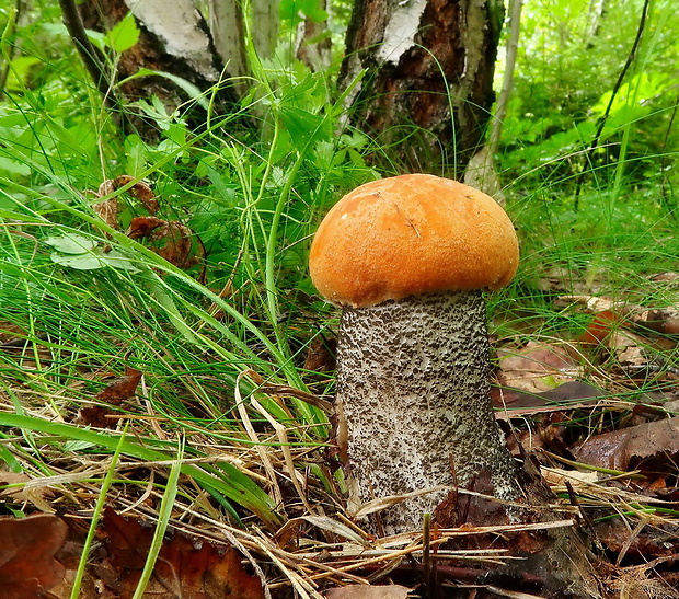 kozák žltooranžový Leccinum versipelle (Fr. & Hök) Snell