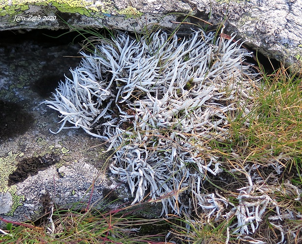 tamnólia červovitá Thamnolia vermicularis subsp. vermicularis (Sw.) Schaer.