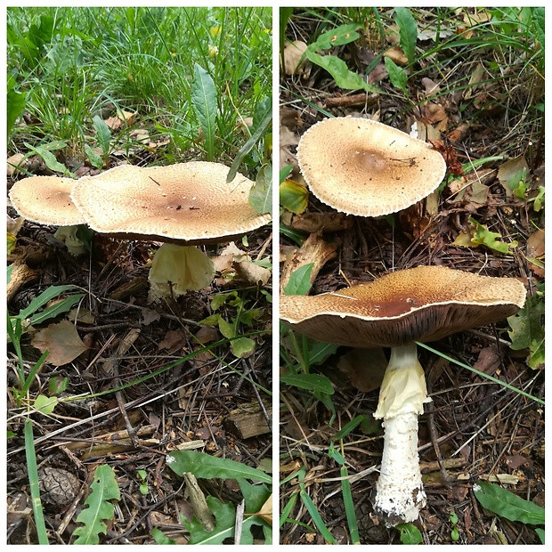 pečiarka obrovská Agaricus augustus Fr.