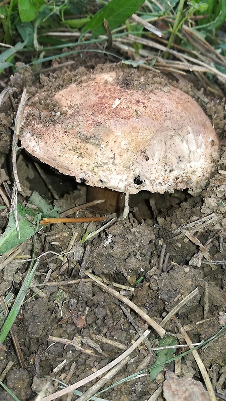 pečiarka dvojvýtrusná Agaricus bisporus (J.E. Lange) Imbach